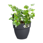 vibia campana easy hanger small anthrazit